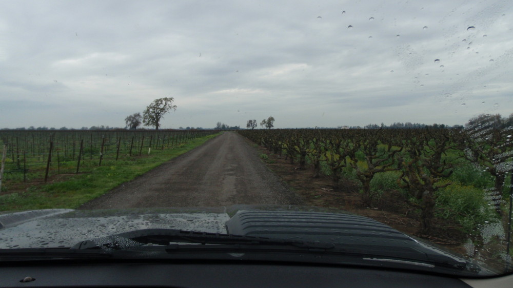 New vines on the left, old zin on the right.