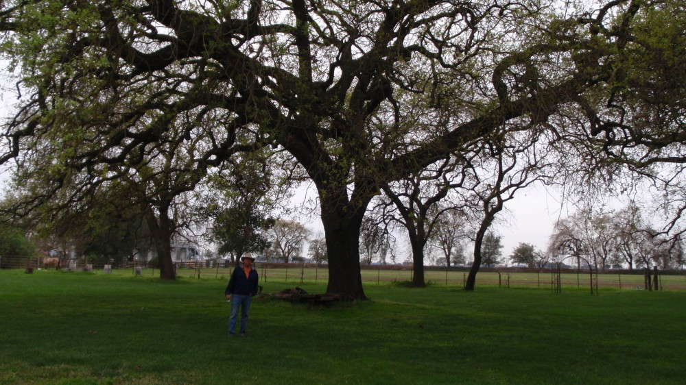 Huge oak tree.